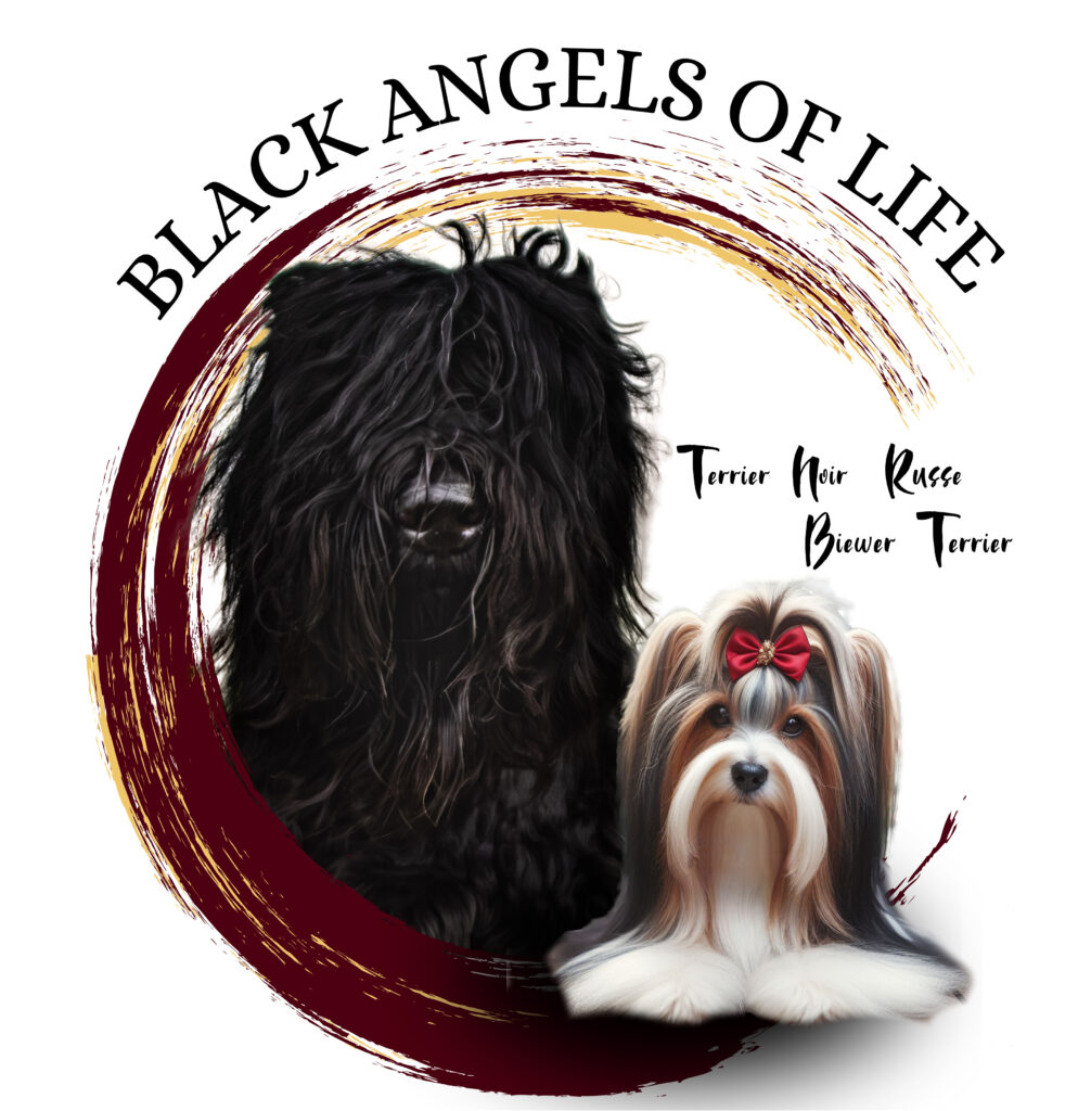 black angel of life terrier noir biewer vienne