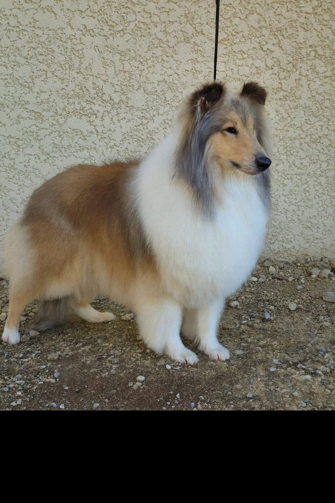 colley toilettage pension