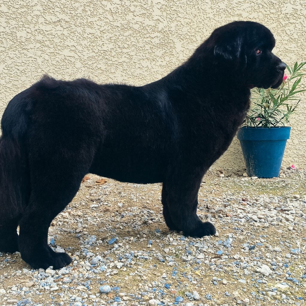 terre neuve toilettage